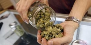 cannabis store