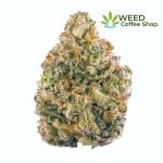 ak 47 weed