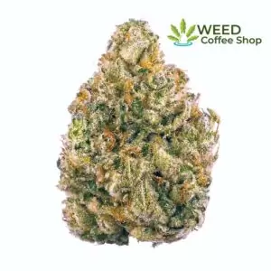 ak 47 weed