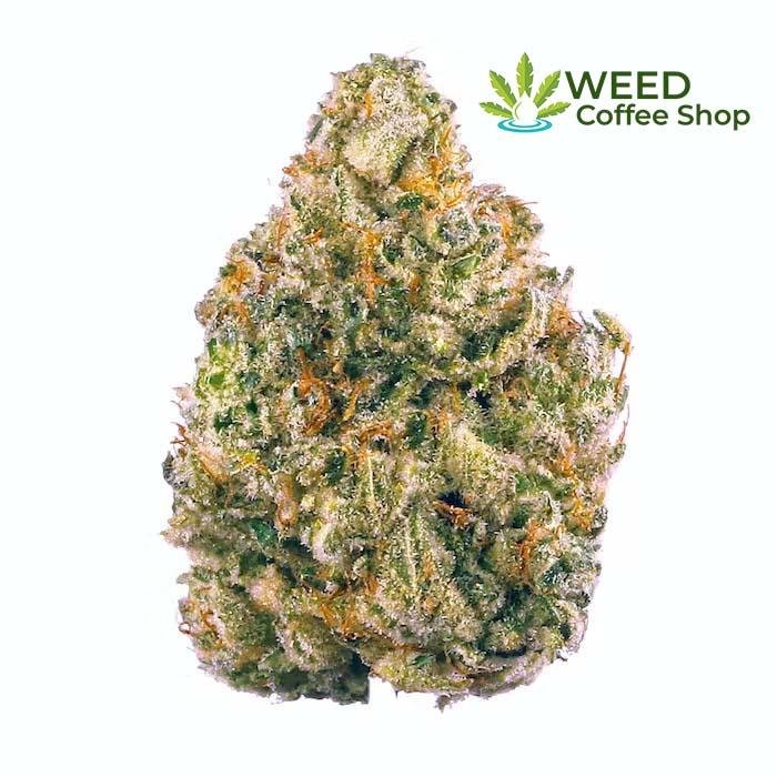 ak 47 weed