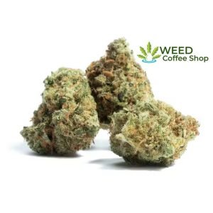 amnesia haze
