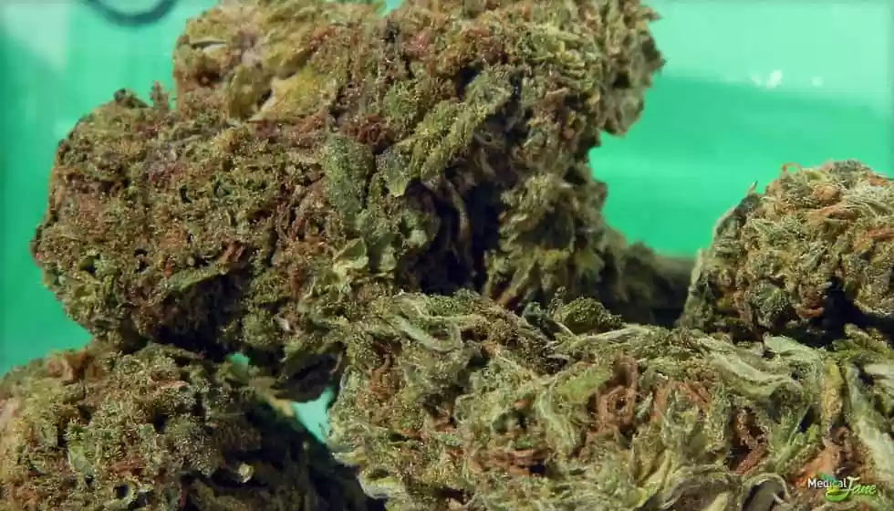 Cotton Candy Kush