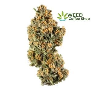 Critical Kush