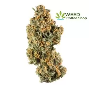 Critical Kush