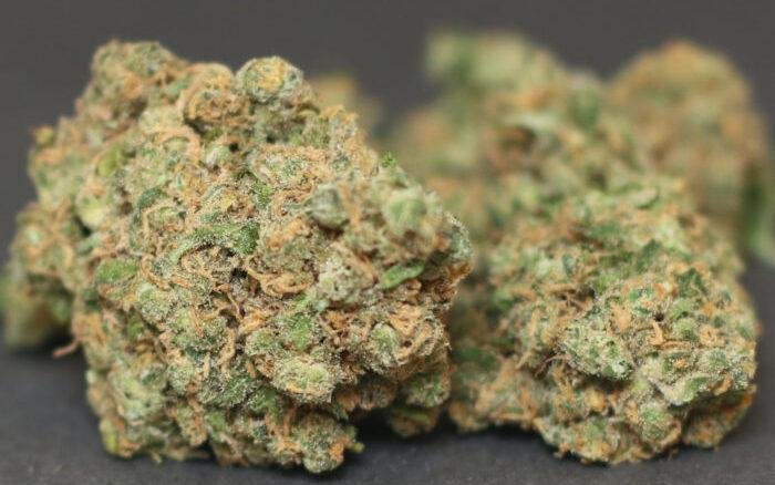 Critical Kush weed strain Critical Kush strain