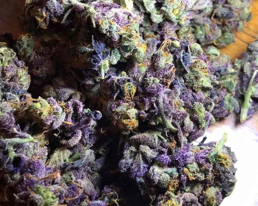 Granddaddy Purple Weed Strain Granddaddy Purple Weed