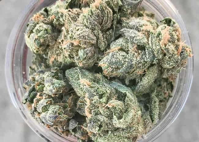 Northern Lights Weed strain Northern Lights Weed