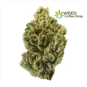 OG Kush
