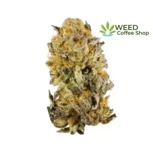 Platinum Girl Scout Cookies