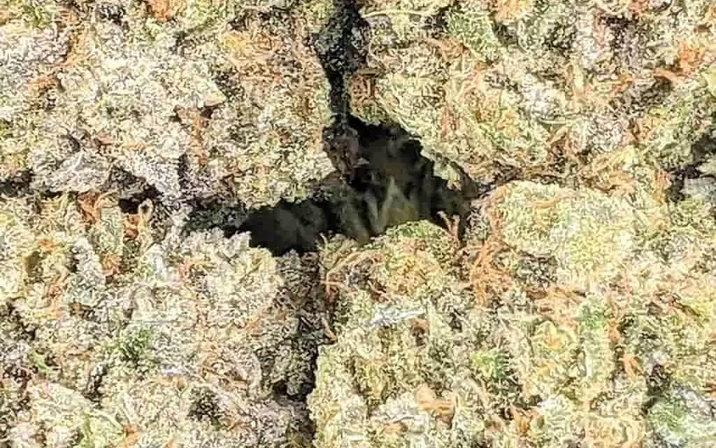Royal Gorilla Weed strain Royal Gorilla Weed
