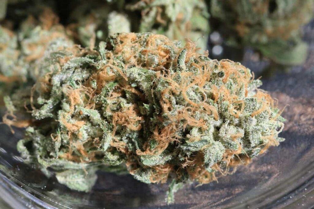 Zkittlez Weed strain Zkittlez Weed