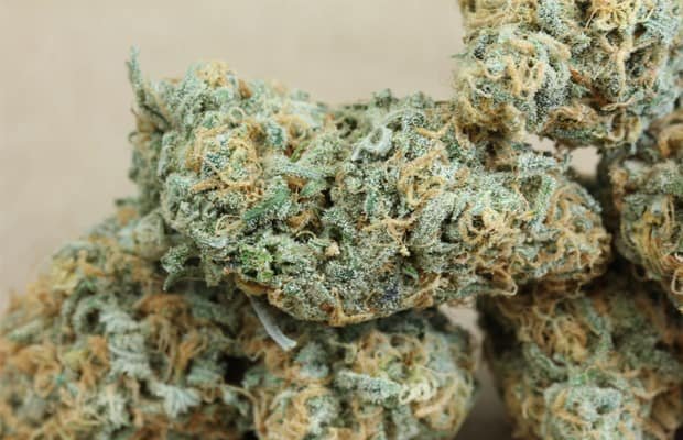 blue dream weed strain blue dream weed