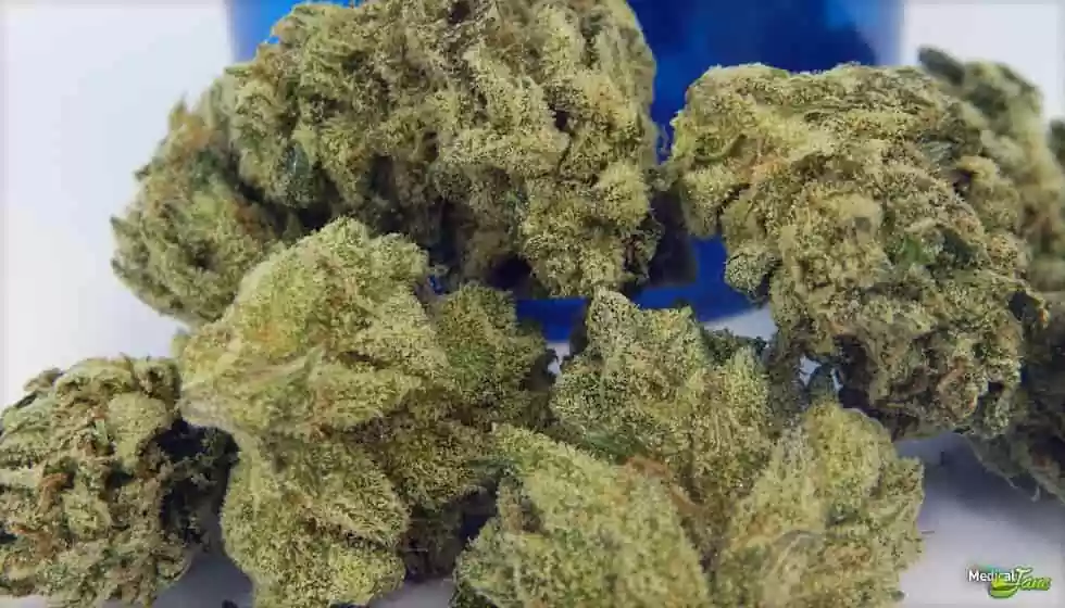 Royal Cookies Weed strain Royal Cookies Weed