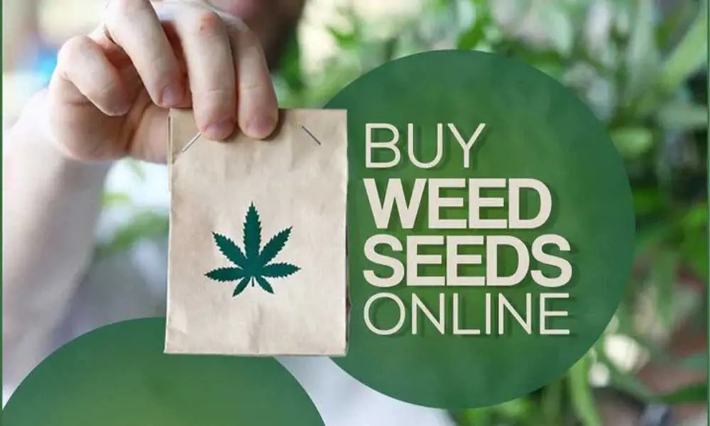 cannabis seeds