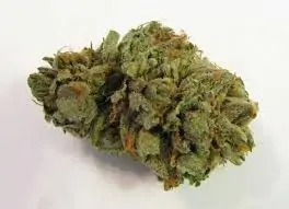 MK Ultra Marijuana Strain