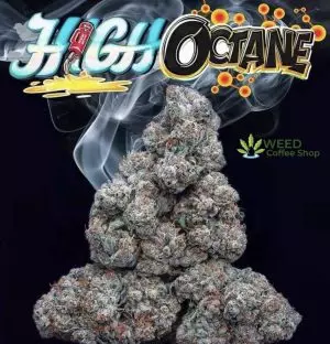 High Octane Jungleboys