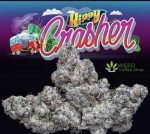 Hippy Crasher Jungleboys