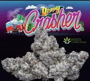 Hippy Crasher Jungleboys