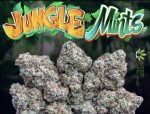 Jungle Mints Jungleboys