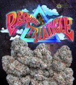 Perfect Triangle Jungleboys